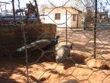 Thumbnail zu img_2319.jpg (�ffnet neues Fenster)