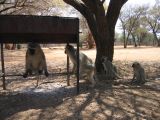 Thumbnail zu img_2429.jpg (�ffnet neues Fenster)